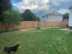 western-red-cedar-fence-in-ottawa